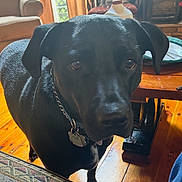 Finley joined the competition — help win amazing prizes! dog, black_dog, pet, animal, portrait, close_up, indoors, living_room, wooden_floor, furniture, table, chair, sunlight, collar, dog_tags, floppy_ears, brown_eyes, standing, cozy, home