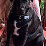 Finley joined the competition — help win amazing prizes! dog, black_dog, sitting, chair, red_chair, pet, collar, dog_tags, name_tag, portrait, outdoor, patio, wooden_background, cushion, black_fur, white_chest_marking, shiny_coat, companion_animal, serious_expression, daylight