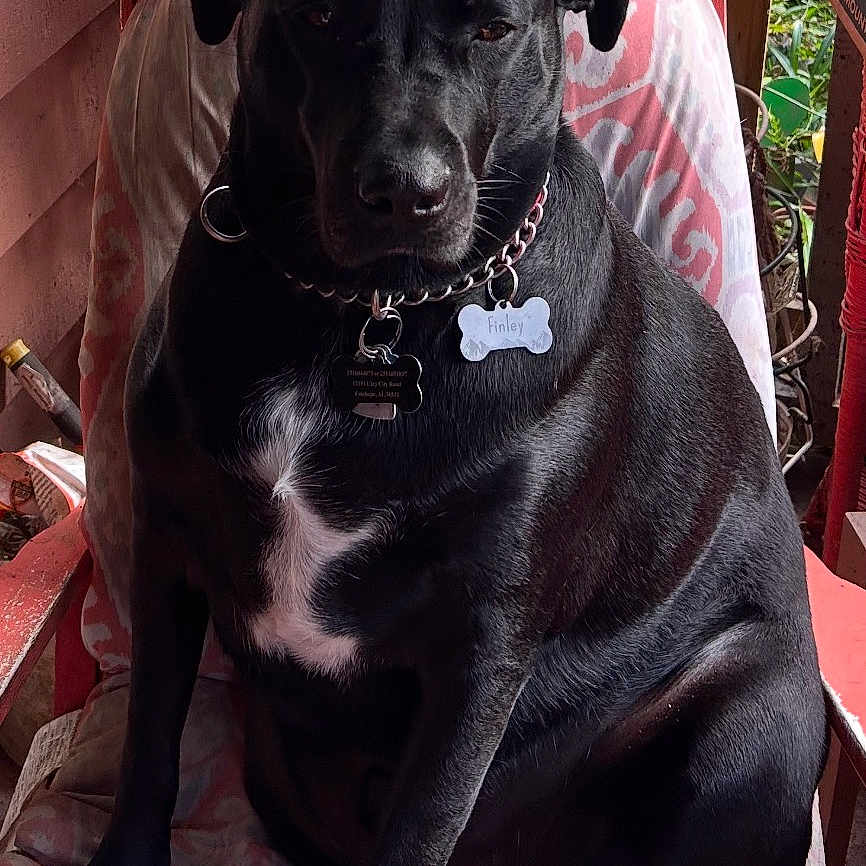 Finley