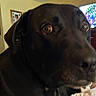 dog, black_dog, brown_dog, close_up, portrait, muzzle, eyes, ears, pet, animal, indoors, living_room, television, furniture, framed_picture, home, short_hair, looking_at_camera, cozy, photography