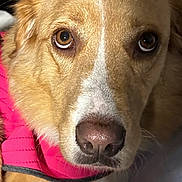 Cricket joined the competition — help win amazing prizes! dog, puppy, pet, animal, close_up, portrait, face, eyes, nose, fur, brown_fur, white_markings, pink_jacket, clothing, collar, indoor, candid, cute, adorable, canine