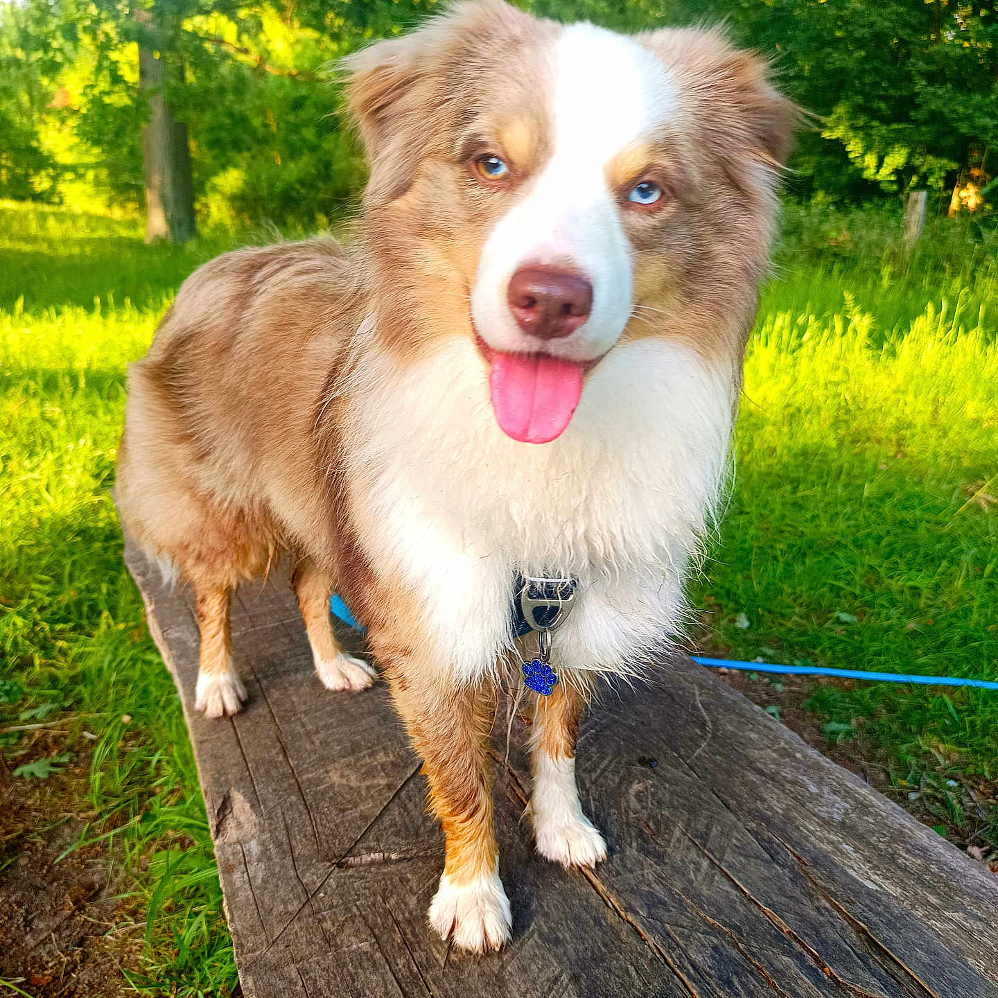 Volt participe au concours pour gagner de l'argent avec cette photo : animal, australian_shepherd, blue_eyes, collar, dog, fluffy, grass, greenery, happy, nature, outdoor, park, pet, standing, summer, sunlight, tag, tongue_out, trees, wooden_plank