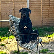 Bane is registered to the contest to win money with this photo: dog, black_dog, outdoor, chair, striped_cushion, fence, grass, pet, animal, seated, sunlight, backyard, relaxed, canine, mammal, nature, resting, domestic_animal, one_animal, daylight