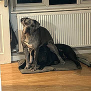 Sky joined the competition — help win amazing prizes! dog, indoor, radiator, wooden_floor, dog_bed, two_dogs, large_dogs, brown_dog, black_dog, companionship, shadow, home, pet, animal, floor, resting, standing, cozy, domestic, cute