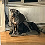 dog, indoor, radiator, wooden_floor, dog_bed, two_dogs, large_dogs, brown_dog, black_dog, companionship, shadow, home, pet, animal, floor, resting, standing, cozy, domestic, cute