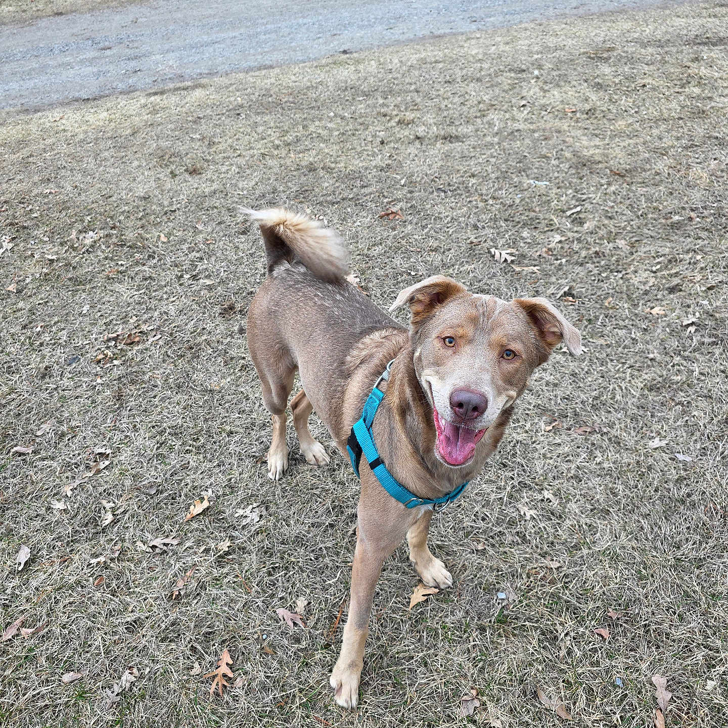 Stella is registered to the contest to win money with this photo: animal, brown_dog, canine, daylight, dog, ears, friendly, grass, happy, harness, looking_up, mammal, nature, outdoor, pet, playful, smiling, standing, tail, tongue