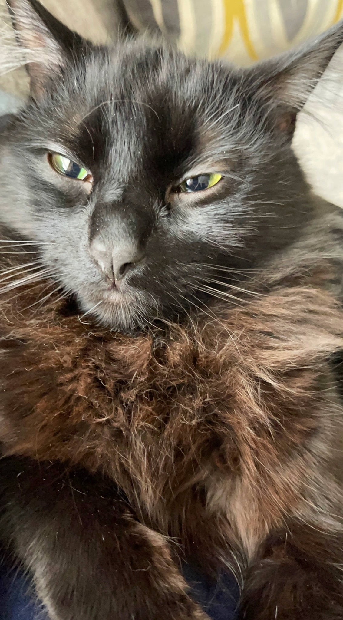 Mochi joined the competition — help win amazing prizes! black_cat, carnivore, cat, claw, close_up, domestic_short_haired_cat, eye, felidae, fur, grey, hair, head, small_to_medium_sized_cats, snout, terrestrial_animal, whiskers, wildlife