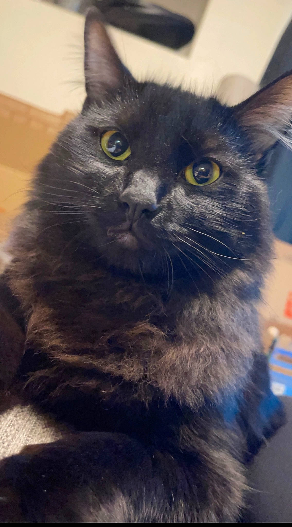 Mochi joined the competition — help win amazing prizes! black_cat, carnivore, cat, domestic_short_haired_cat, electric_blue, felidae, fur, grey, iris, small_to_medium_sized_cats, snout, tail, terrestrial_animal, whiskers