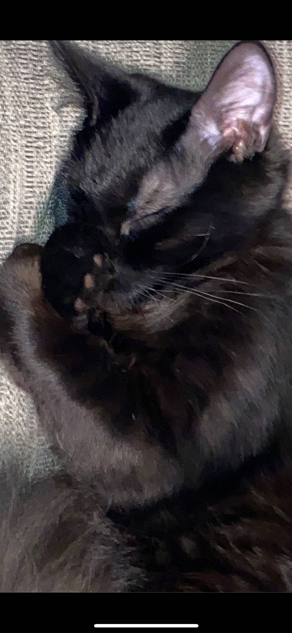 Mochi is registered to the contest to win money with this photo: black_cat, bombay, carnivore, cat, claw, domestic_short_haired_cat, felidae, fur, grey, paw, small_to_medium_sized_cats, snout, tail, terrestrial_animal, whiskers, wildlife, window