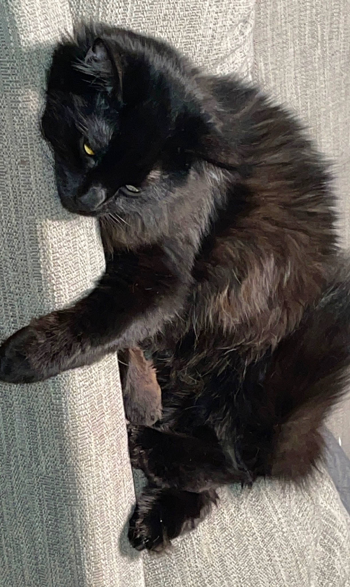 Mochi is registered to the contest to win money with this photo: black_cat, carnivore, cat, claw, comfort, domestic_short_haired_cat, felidae, foot, fur, gesture, human_leg, paw, sitting, small_to_medium_sized_cats, snout, tail, terrestrial_animal, thigh, whiskers, window