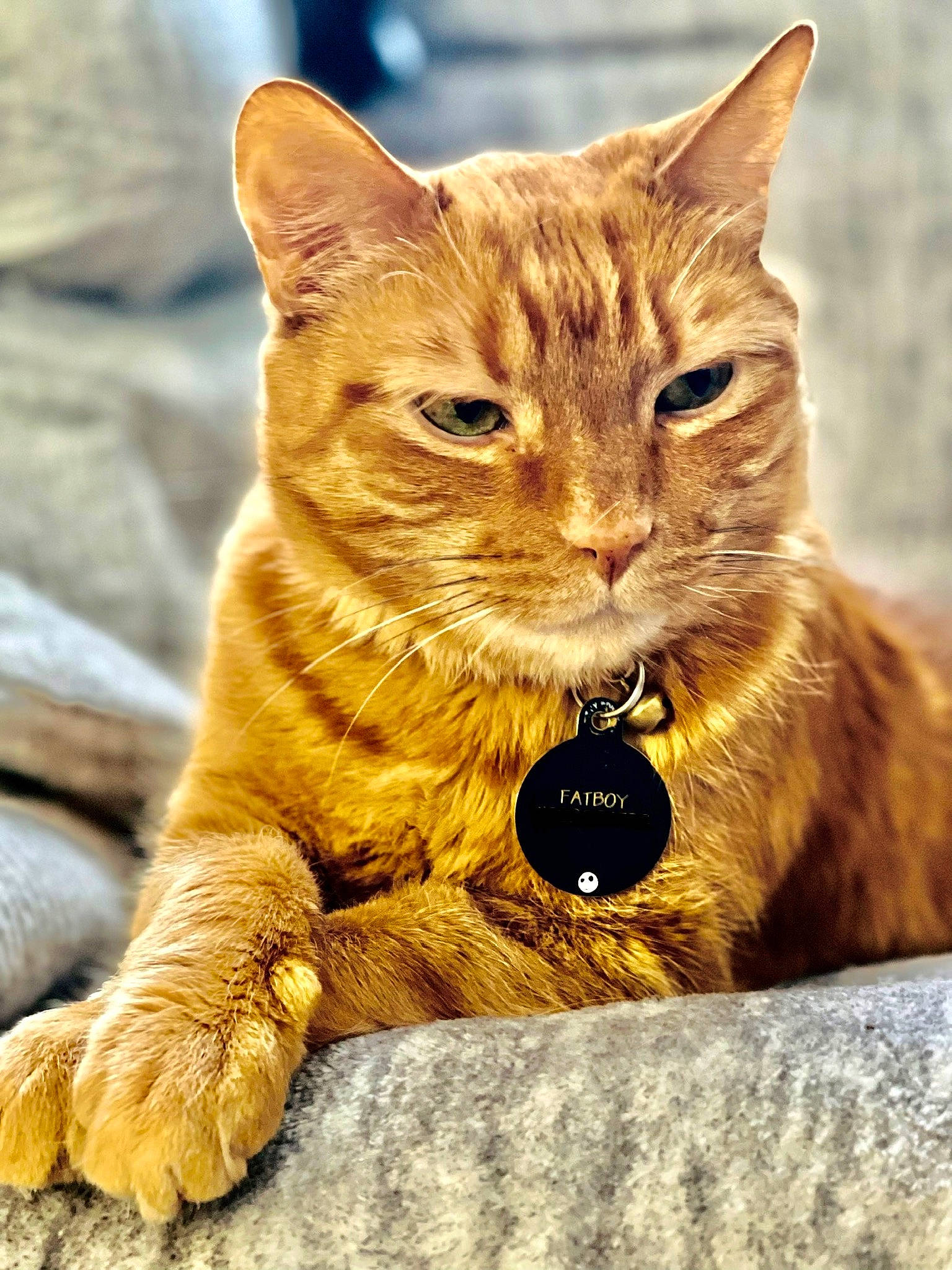 Fatboy joined the competition — help win amazing prizes! carnivore, cat, claw, domestic_short_haired_cat, fawn, felidae, fur, gesture, mammal, paw, pet_supply, photo_caption, sitting, small_to_medium_sized_cats, snout, tail, terrestrial_animal, whiskers, wildlife