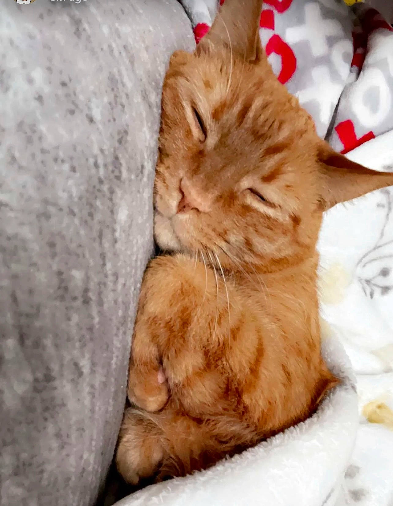 Fatboy is registered to the contest to win money with this photo: carnivore, cat, claw, comfort, domestic_short_haired_cat, ear, fawn, felidae, foot, fur, nap, paw, peach, sleep, small_to_medium_sized_cats, snout, tail, whiskers, wood, wrinkle