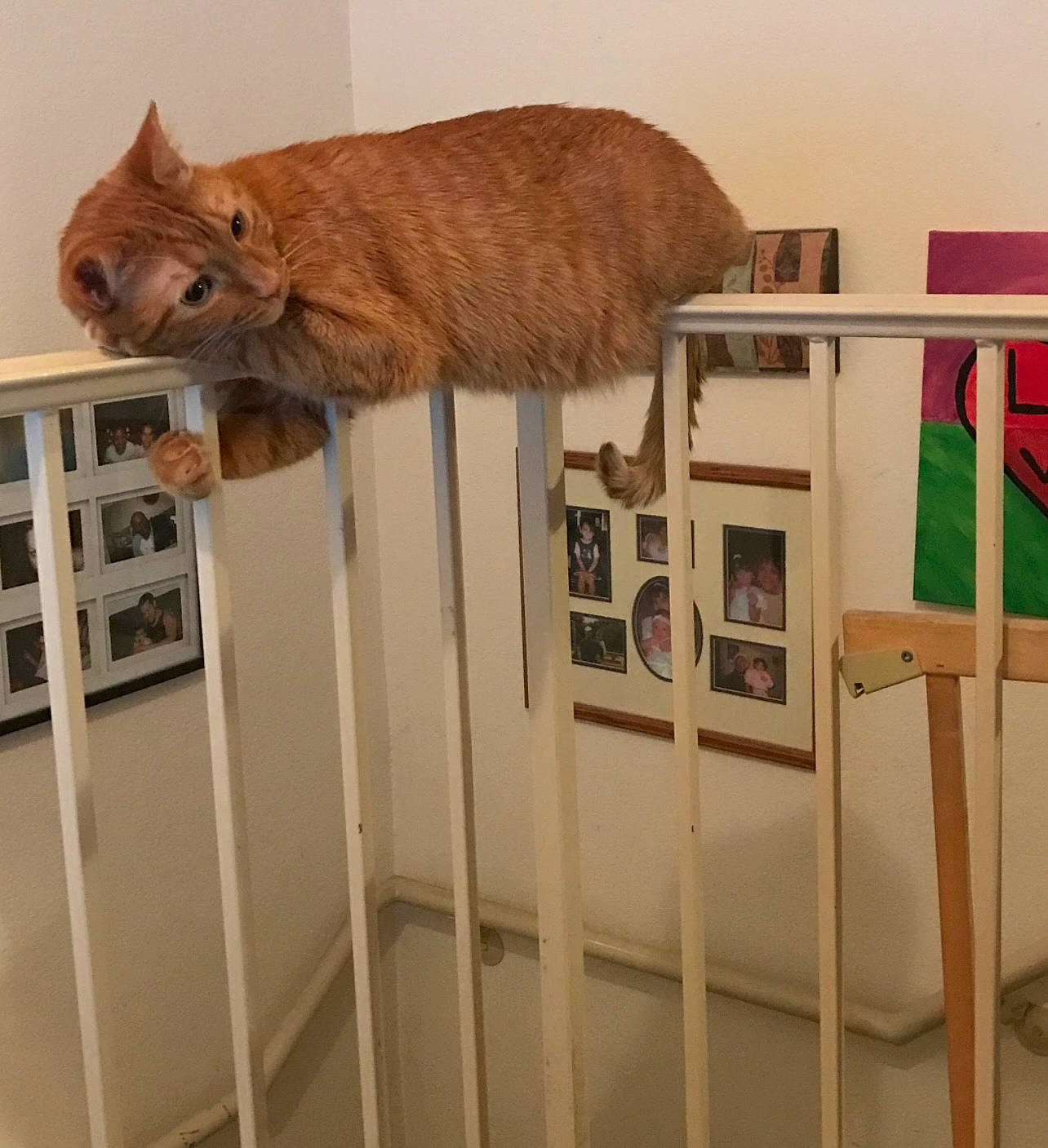 Fatboy is registered to the contest to win money with this photo: animal_shelter, art, bookcase, carnivore, cat, domestic_short_haired_cat, fawn, felidae, flooring, fur, hardwood, pet_supply, room, shelf, shelving, small_to_medium_sized_cats, tail, terrestrial_animal, whiskers, wood