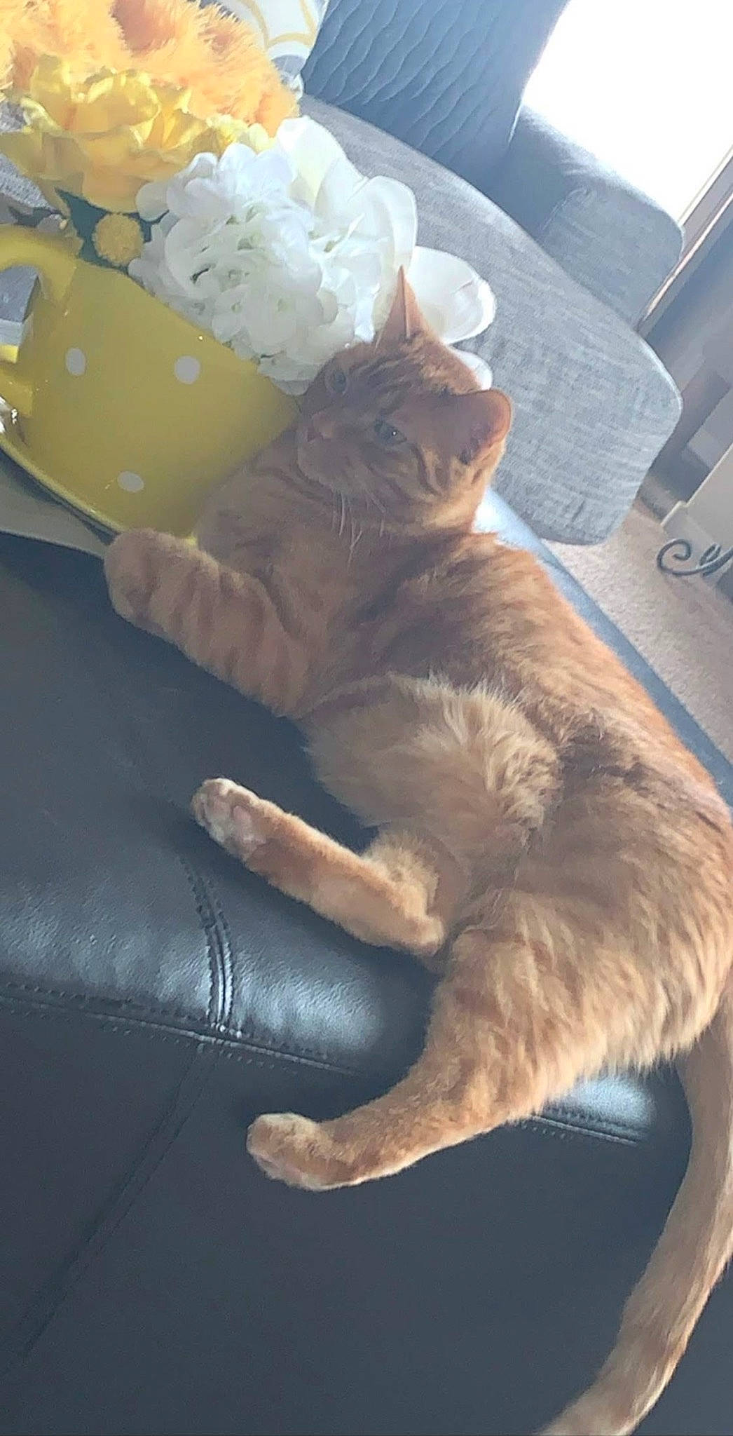 Fatboy joined the competition — help win amazing prizes! bag, baggage, box, carnivore, cat, claw, comfort, companion_dog, couch, domestic_short_haired_cat, fawn, felidae, fur, human_leg, paw, small_to_medium_sized_cats, sporting_group, tail, whiskers, wood