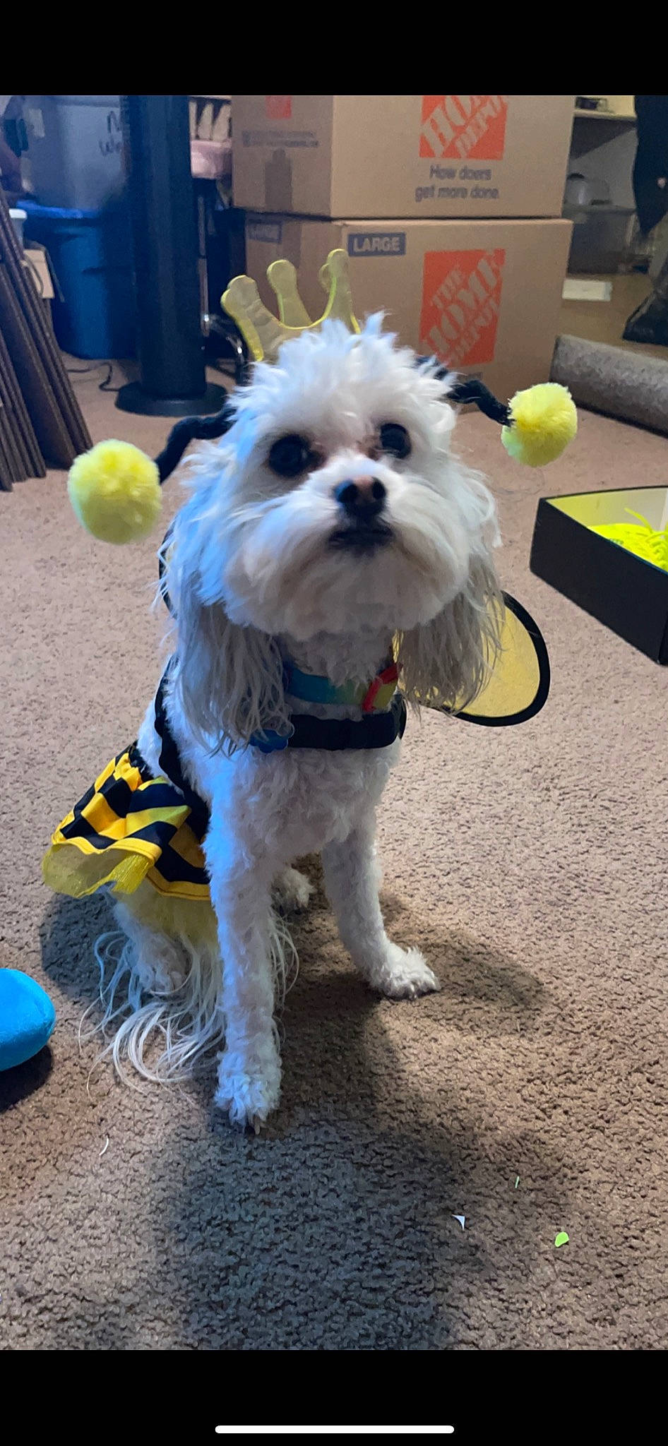 Marlee joined the competition — help win amazing prizes! bow_tie, canidae, carnivore, collar, companion_dog, dog, dog_breed, dog_clothes, dog_collar, dog_supply, fashion_accessory, flooring, fur, leash, small_terrier, sporting_group, terrier, toy_dog, water_dog, working_animal