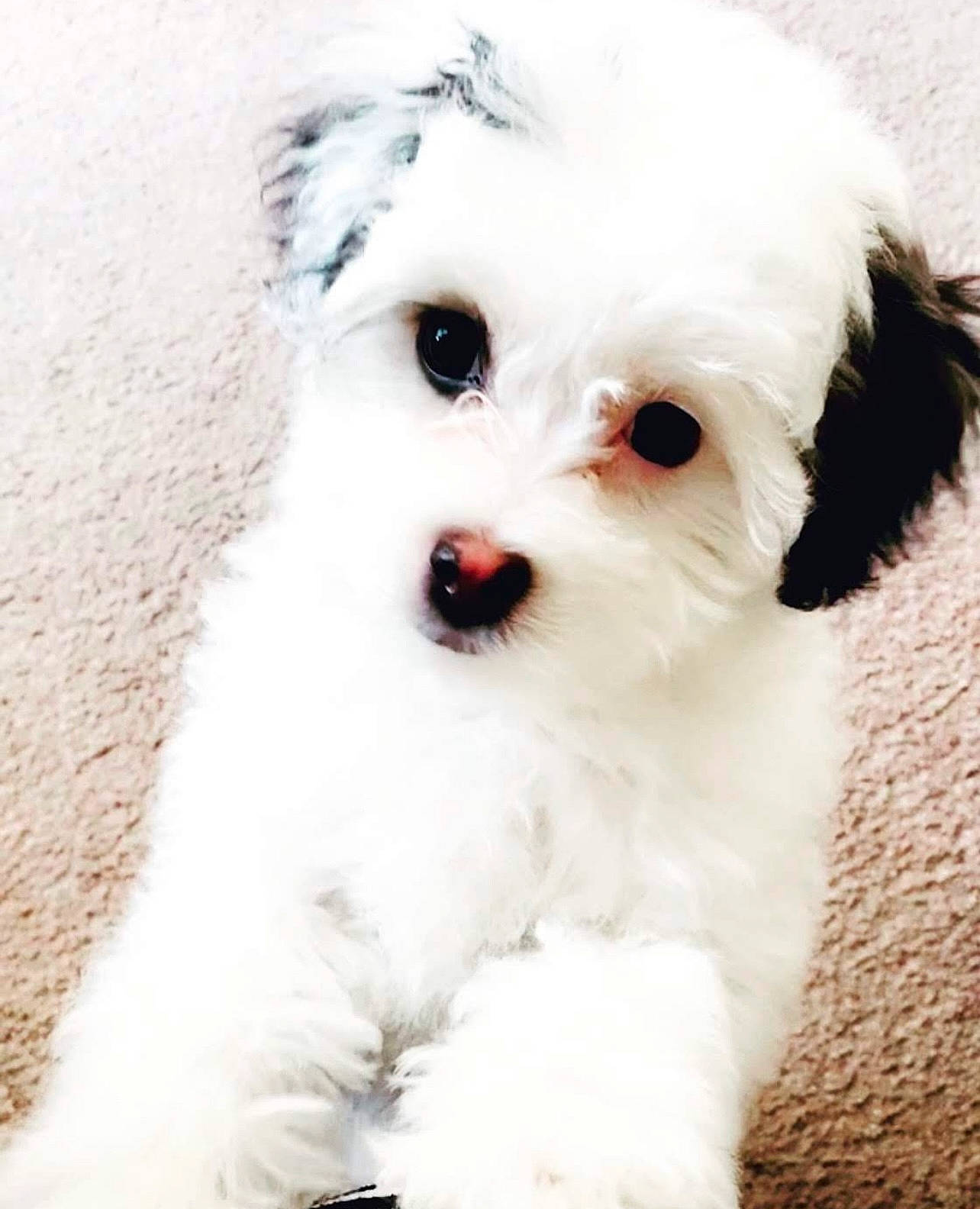 Marlee is registered to the contest to win money with this photo: canidae, carnivore, companion_dog, dog, dog_breed, fur, mal_shi, maltepoo, non_sporting_group, poodle, snout, sporting_group, toy_dog, water_dog, working_animal
