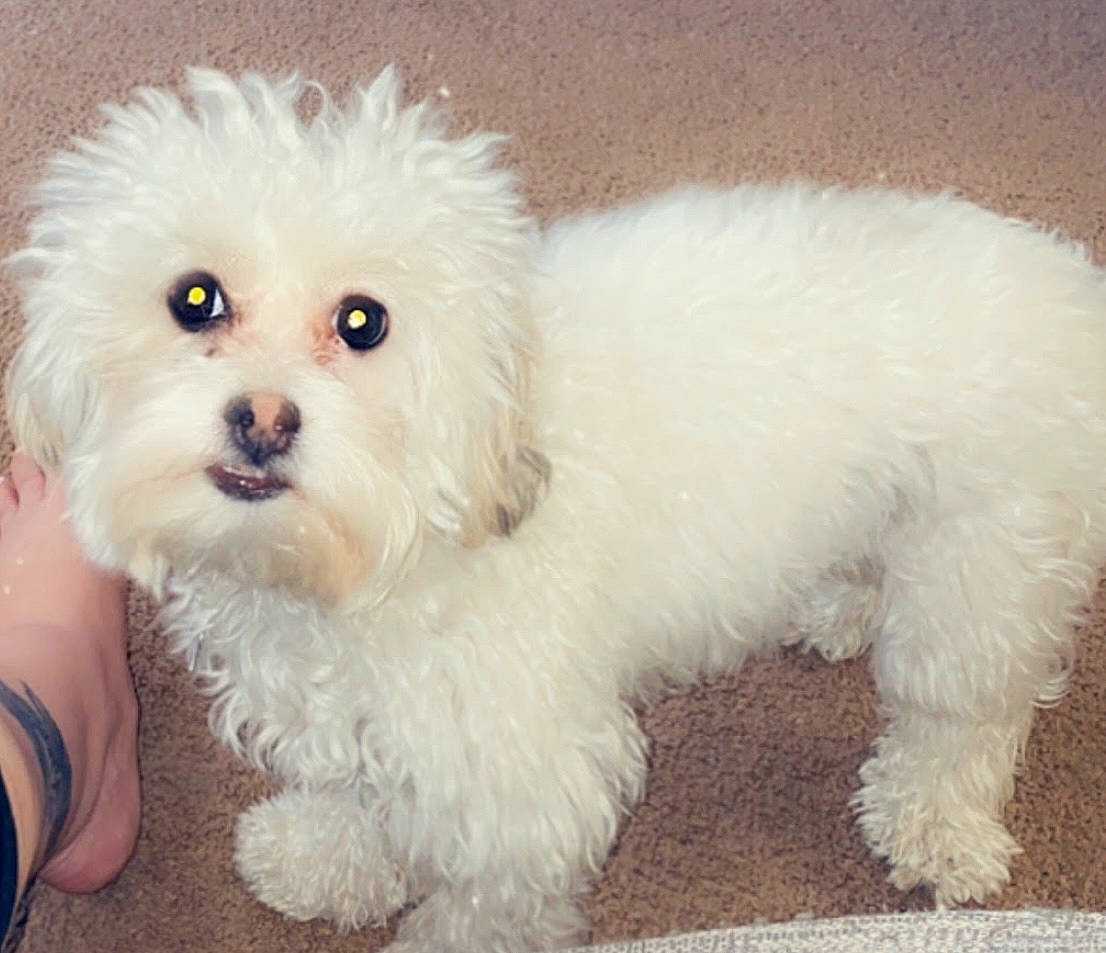 Marlee is registered to the contest to win money with this photo: canidae, carnivore, companion_dog, dog, dog_breed, dog_supply, firefighter, fur, mal_shi, maltepoo, poodle_crossbreed, puppy, puppy_love, small_terrier, snout, sporting_group, terrier, toy_dog, water_dog, working_animal