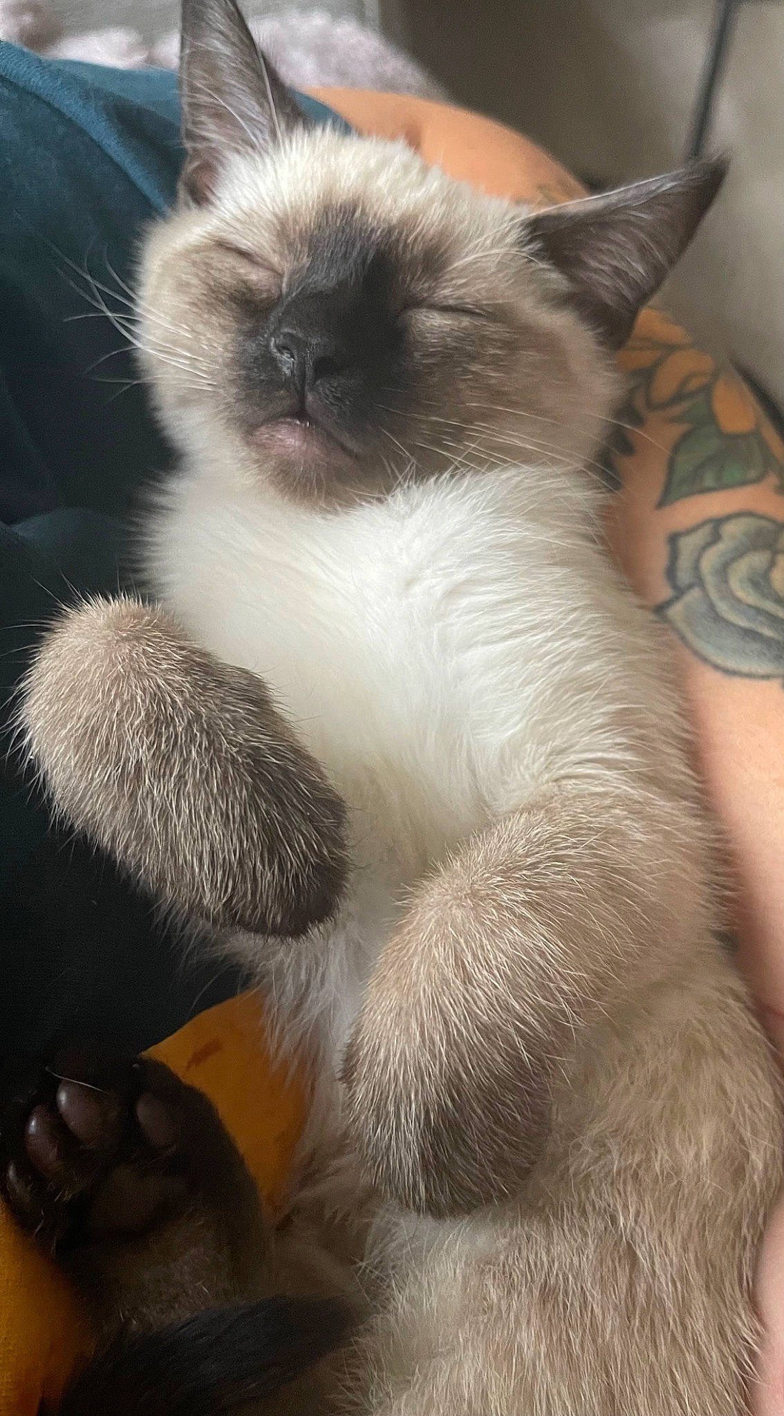 Nuggie is registered to the contest to win money with this photo: balinese, birman, carnivore, cat, claw, comfort, domestic_short_haired_cat, fawn, felidae, fur, iris, paw, ragdoll, siamese, small_to_medium_sized_cats, snout, tail, terrestrial_animal, thai, whiskers