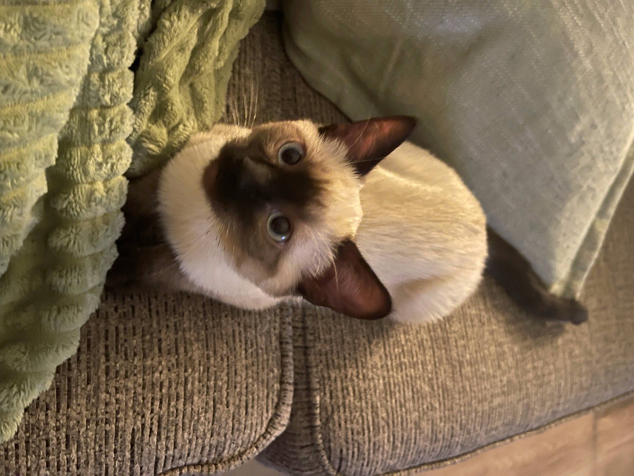 Nuggie joined the competition — help win amazing prizes! balinese, birman, carnivore, cat, comfort, dog_breed, fawn, felidae, flooring, fur, hardwood, linens, siamese, small_to_medium_sized_cats, snout, tail, thai, whiskers, wood