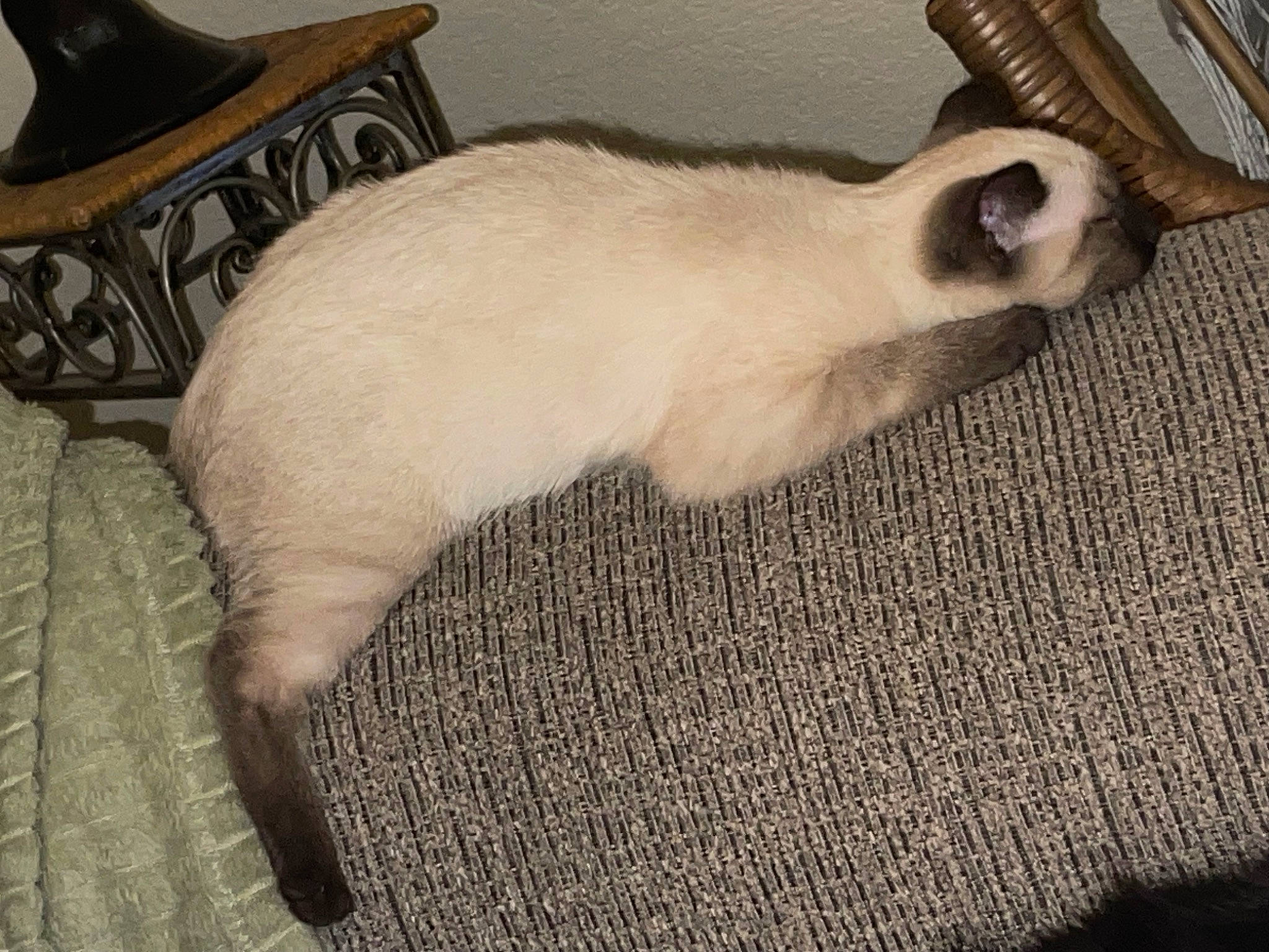 Nuggie joined the competition — help win amazing prizes! balinese, carnivore, cat, comfort, dog_breed, domestic_short_haired_cat, fawn, felidae, flooring, fur, grey, hardwood, paw, siamese, small_to_medium_sized_cats, tail, thai, tonkinese, whiskers, wood