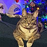 Simba is registered to the contest to win money with this photo: cat, tabby, pet, animal, indoor, couch, christmas_tree, holiday_lights, decoration, festive, ornament, relaxed, feline, whiskers, collar, home, cozy, background, colorful, soft_furniture