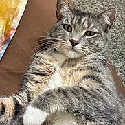 Simba is registered to the contest to win money with this photo: cat, tabby, gray_cat, pet, animal, yellow_eyes, whiskers, fur, relaxed, lying_down, indoor, carpet, blanket, paw, closeup, cute, feline, domestic_cat, resting, soft