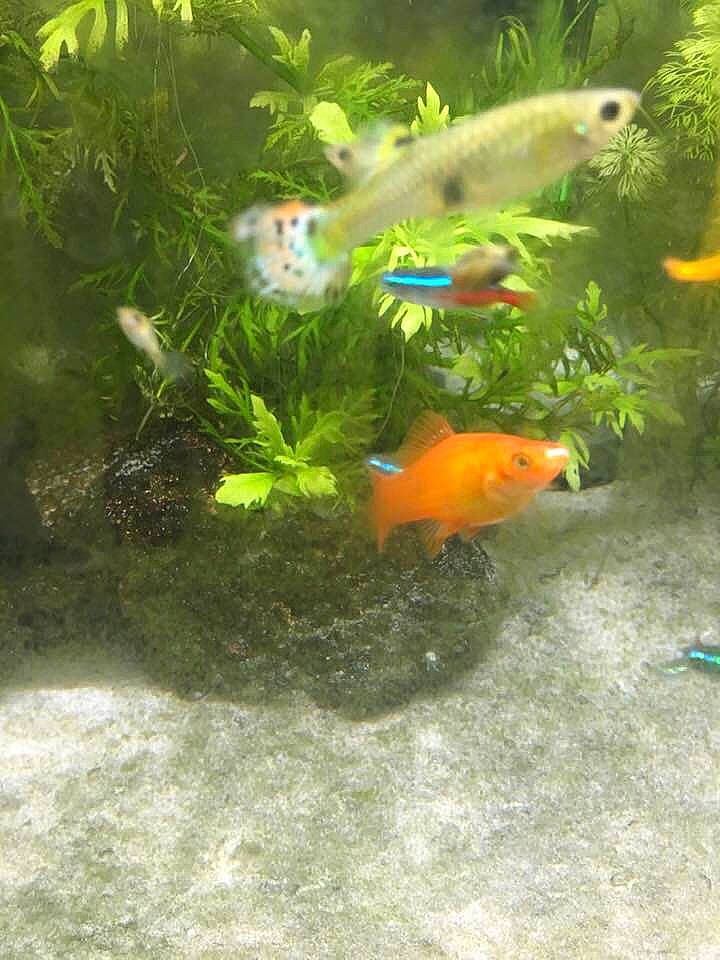 Ptits Poissons a rejoint le concours — aidez-le/la à gagner de superbes lots ! adaptation, algae, aquarium_decor, aquatic_plant, cyprinidae, feeder_fish, fin, fish, fish_supply, freshwater_aquarium, goldfish, green_algae, marine_biology, nature, organism, ray_finned_fish, science, tail, underwater, vertebrate