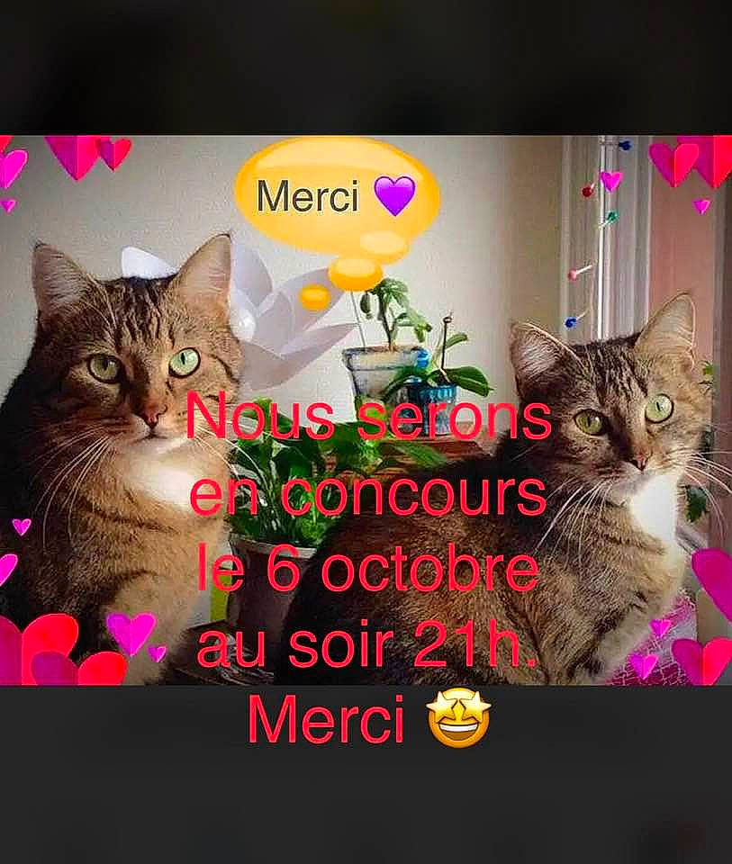 Poupouille Et Titi participe au concours pour gagner de l'argent avec cette photo : adaptation, carnivore, cat, event, felidae, font, fur, graphic_design, grass, happy, holiday, light, magenta, mammal, organism, photo_caption, small_to_medium_sized_cats, snapshot, vertebrate, whiskers