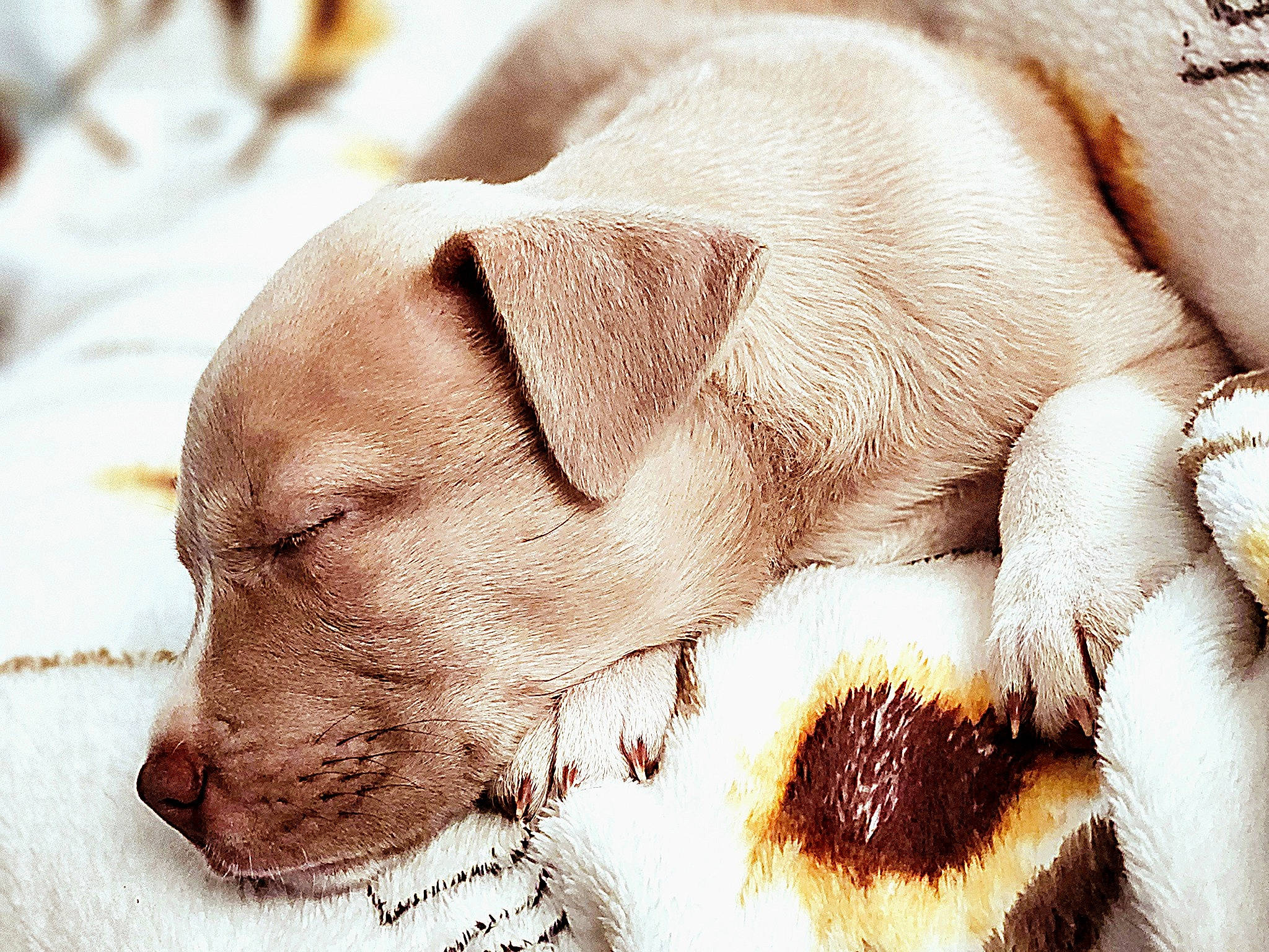 Houston is registered to the contest to win money with this photo: art, canidae, carnivore, comfort, companion_dog, dog, dog_breed, ear, fawn, fur, jaw, liver, nap, paw, snout, sporting_group, terrestrial_animal, whiskers, wildlife, working_animal