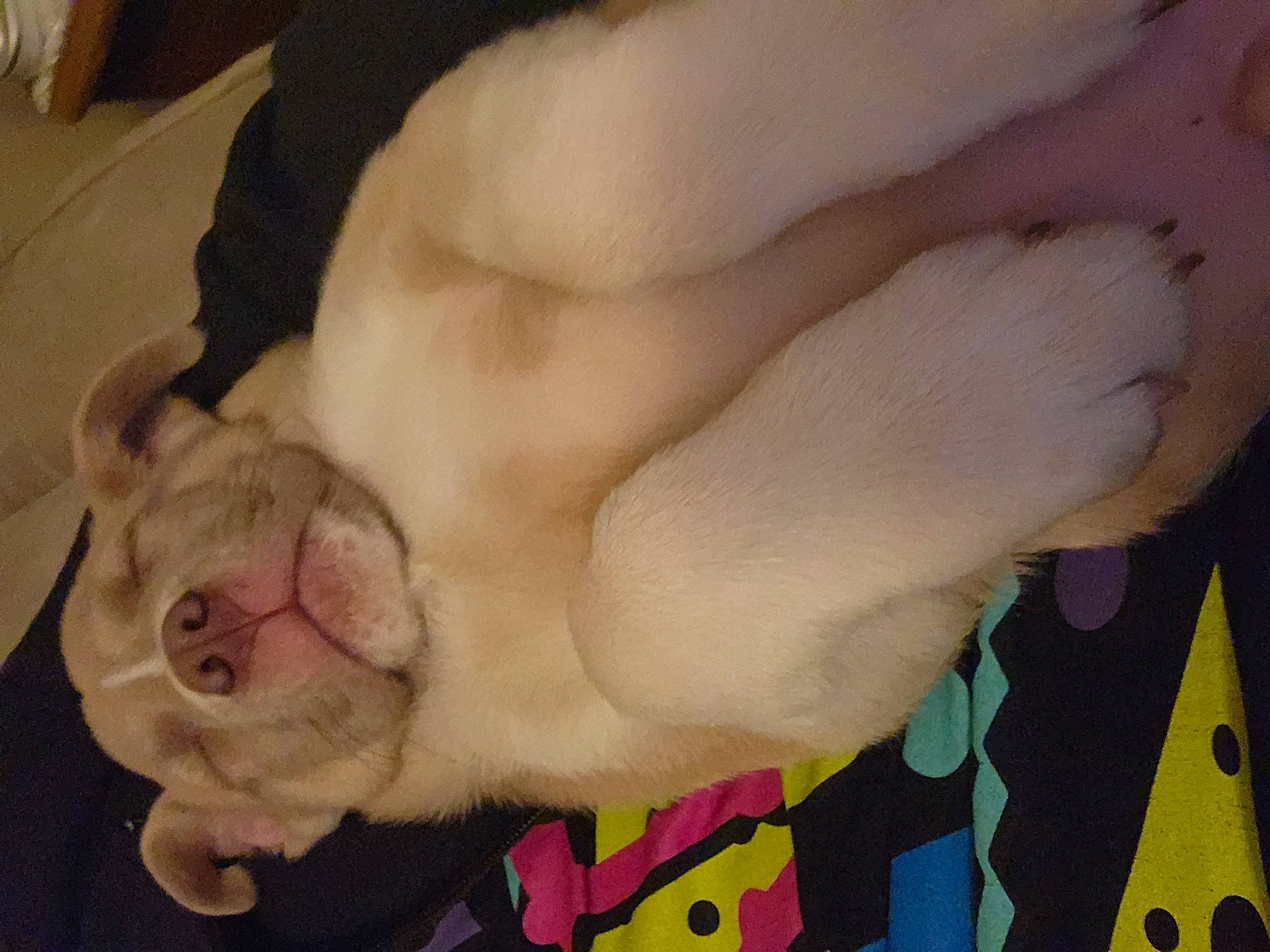 Houston joined the competition — help win amazing prizes! carnivore, comfort, companion_dog, dog, dog_breed, ear, fawn, felidae, foot, gesture, human_leg, jaw, mammal, snout, sporting_group, tail, thigh, trunk, whiskers, working_animal