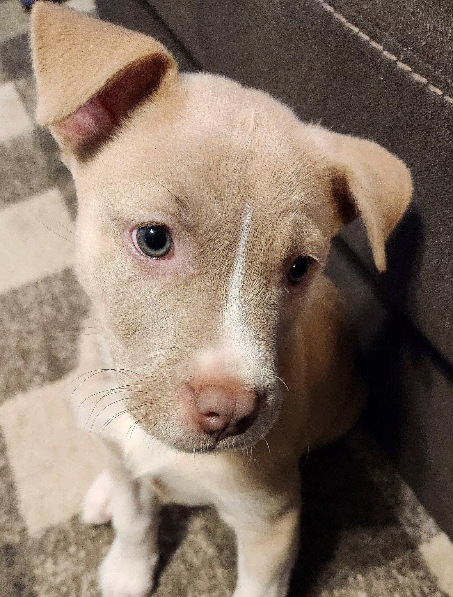 Houston is registered to the contest to win money with this photo: ancient_dog_breeds, canidae, carnivore, companion_dog, dog, dog_breed, dogo_argentino, ear, fawn, fur, no_expression, non_sporting_group, puppy, snout, sporting_group, street_dog, tail, terrestrial_animal, whiskers, working_animal