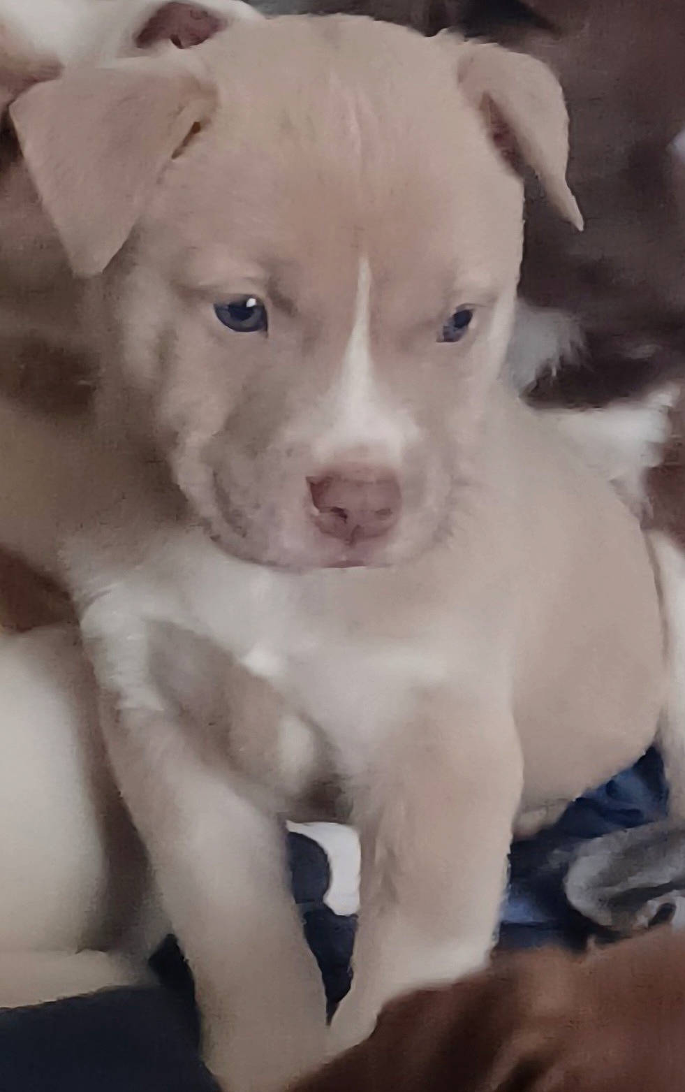 Houston is registered to the contest to win money with this photo: canidae, carnivore, companion_dog, dog, dog_breed, ear, fawn, no_expression, non_sporting_group, sporting_group, whiskers, working_animal