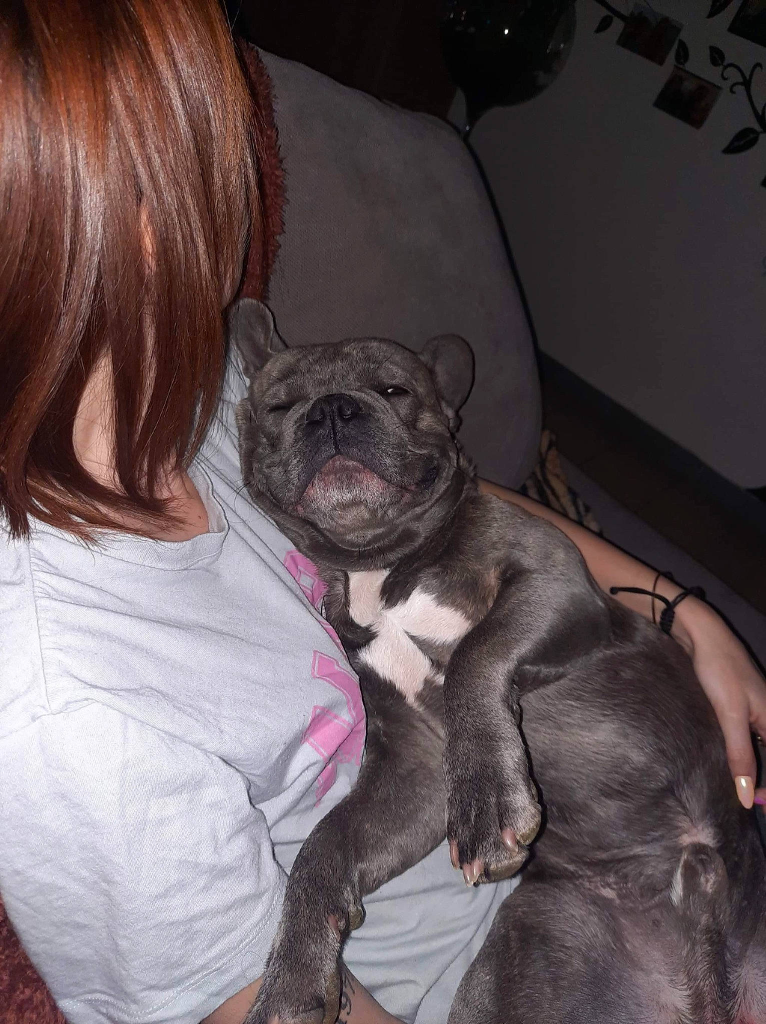 Djiro participe au concours pour gagner de l'argent avec cette photo : black_hair, canidae, carnivore, comfort, companion_dog, dog, dog_breed, ear, fawn, fur, grey, hug, liver, pug, snout, sporting_group, t_shirt, toy_dog, working_animal, wrinkle