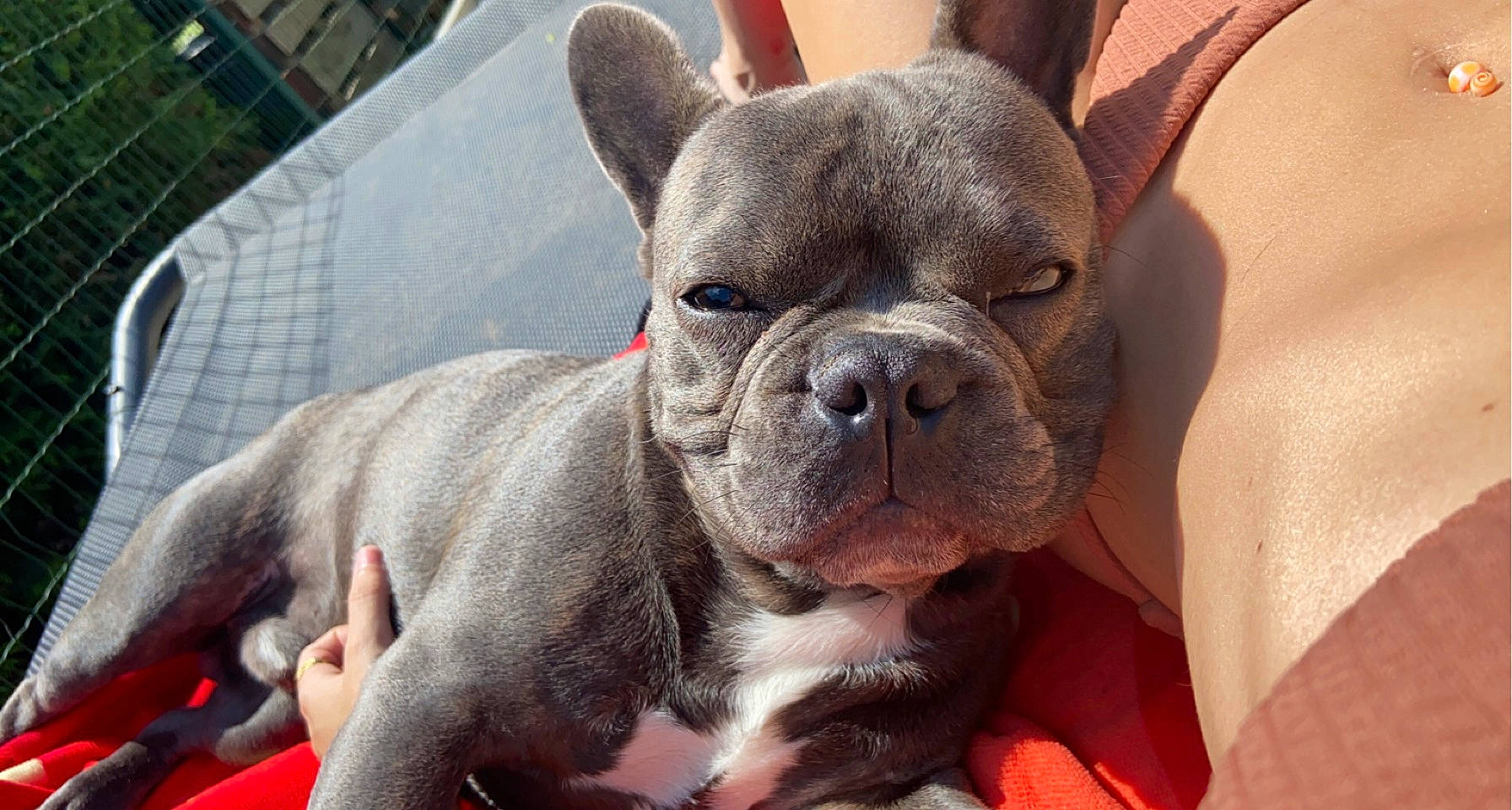 Djiro participe au concours pour gagner de l'argent avec cette photo : bulldog, canidae, carnivore, collar, comfort, companion_dog, dog, dog_breed, ear, fawn, fur, liver, molosser, snout, sporting_group, terrestrial_animal, toy_dog, whiskers, working_animal, wrinkle