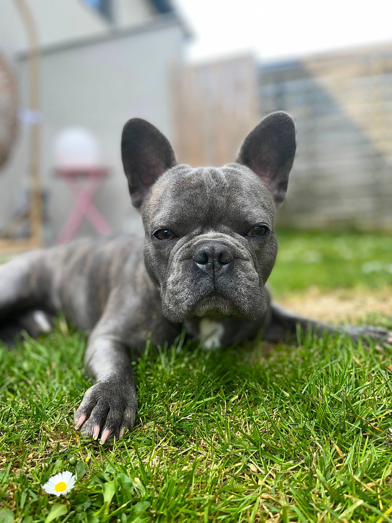 Djiro participe au concours pour gagner de l'argent avec cette photo : art, bulldog, carnivore, close_up, companion_dog, dog, dog_breed, ear, fawn, french_bulldog, grass, groundcover, plant, snout, sporting_group, terrestrial_animal, toy_dog, whiskers, working_animal, wrinkle