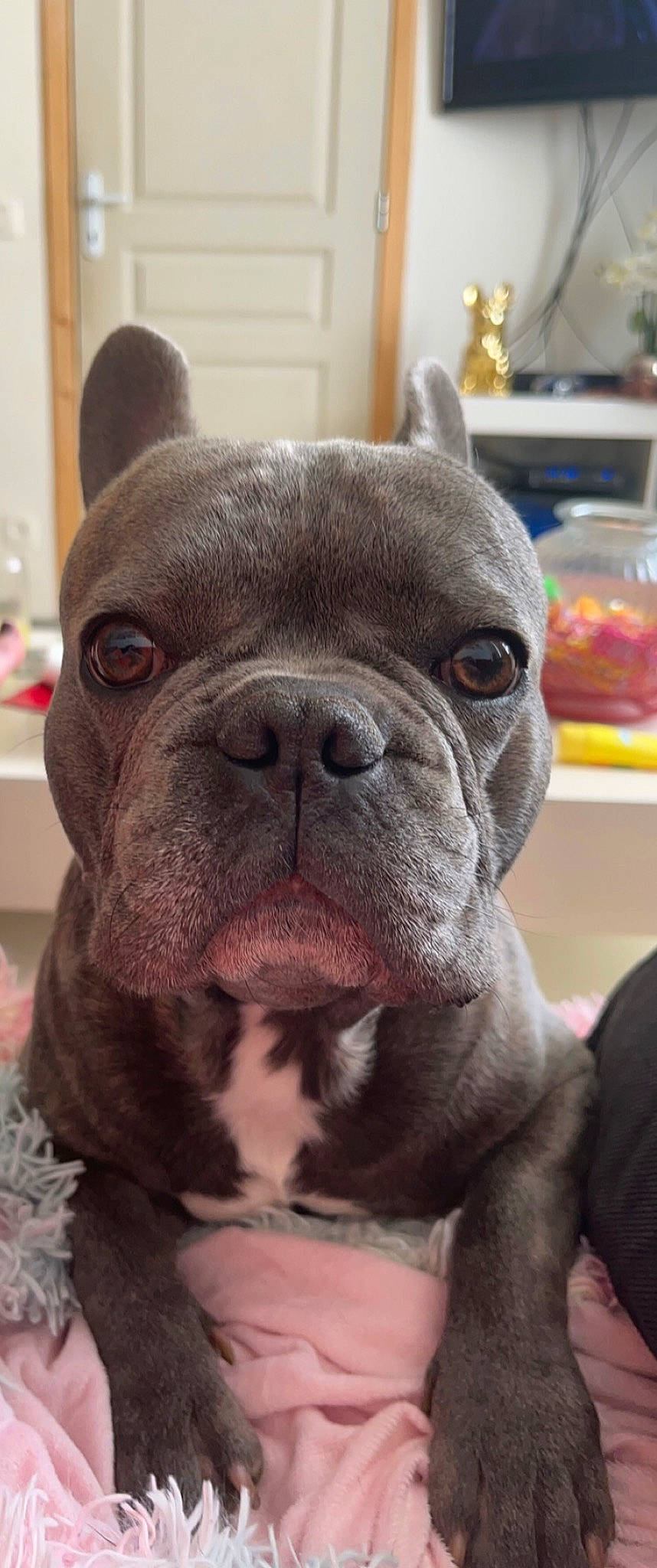 Djiro participe au concours pour gagner de l'argent avec cette photo : bulldog, carnivore, collar, companion_dog, dog, dog_breed, dog_collar, ear, fawn, french_bulldog, fur, liver, molosser, snout, sporting_group, terrestrial_animal, toy_dog, whiskers, working_animal, wrinkle