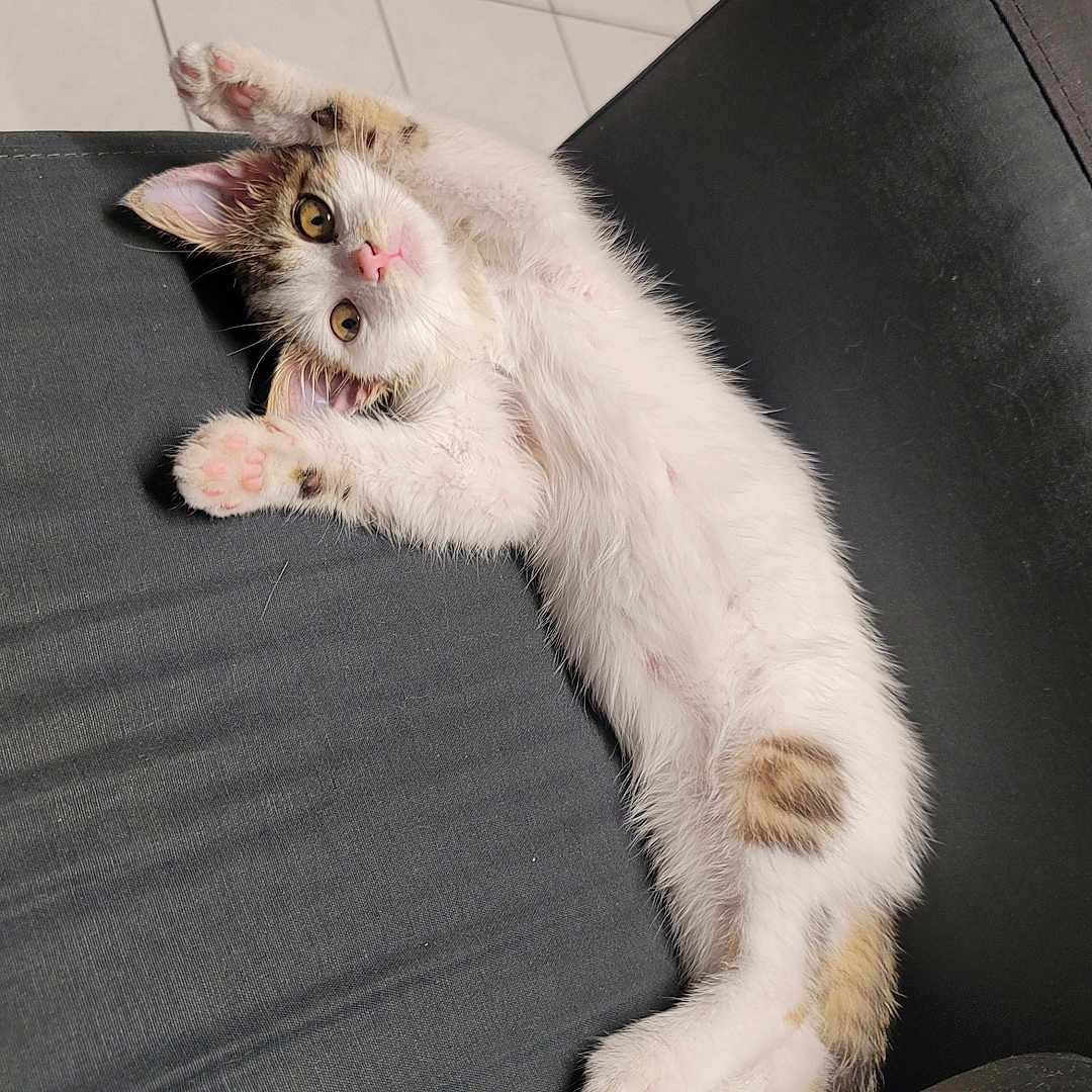 Yuki participe au concours pour gagner de l'argent avec cette photo : abyssinian, angora, animal, architecture, armchair, building, cat, chair, couch, furniture, homedecor, indoors, kitten, livingroom, manx, person, pet, room, siamese, sleeping