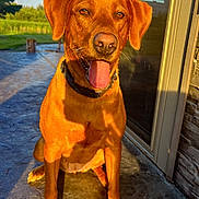 Ivy is registered to the contest to win money with this photo: dog, canine, pet, outdoor, sunlight, happy, tongue_out, brown_coat, collar, sitting, patio, stone_floor, house, door, glass, reflection, greenery, grass, tree, daylight