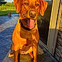 dog, canine, pet, outdoor, sunlight, happy, tongue_out, brown_coat, collar, sitting, patio, stone_floor, house, door, glass, reflection, greenery, grass, tree, daylight