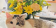Rainy is registered to the contest to win money with this photo: bell, brown_patches, cat, collar, counter, curious, domestic, feline, flower_bouquet, fluffy, greenery, indoor, kitchen, natural_light, pet, red_flower, relaxed, tabletop, white_fur, yellow_flowers