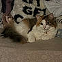 Rainy is registered to the contest to win money with this photo: animal, bell, blanket, calico, cat, collar, couch, cozy, cushion, cute, domestic_cat, eyes, fluffy, fur, indoor, laying, pet, relaxed, tail, whiskers