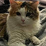 Rainy is registered to the contest to win money with this photo: animal, blanket, calico, cat, cozy, cute, domestic, ears, feline, fluffy, fur, indoor, mammal, paw, pet, portrait, relaxed, resting, soft, whiskers