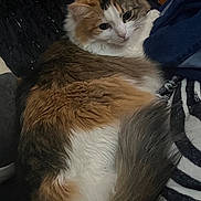 Rainy joined the competition — help win amazing prizes! animal, calico, cat, close_up, companion, cozy, curled_up, cute, feline, fluffy, fur, indoor, looking_back, mammal, pet, relaxed, resting, soft, tail, whiskers