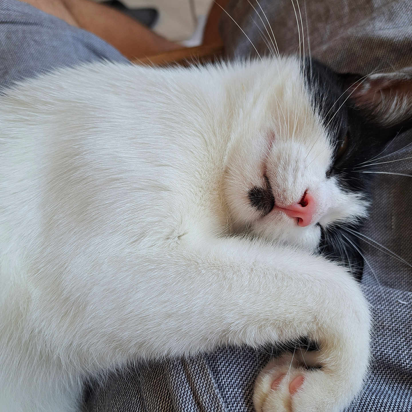 Pompote participe au concours pour gagner de l'argent avec cette photo : animal, black_and_white, cat, close_up, comfort, cozy, cute, feline, fur, indoor, mammal, nap, nose, paw, pet, relaxed, resting, sleeping, soft, whiskers