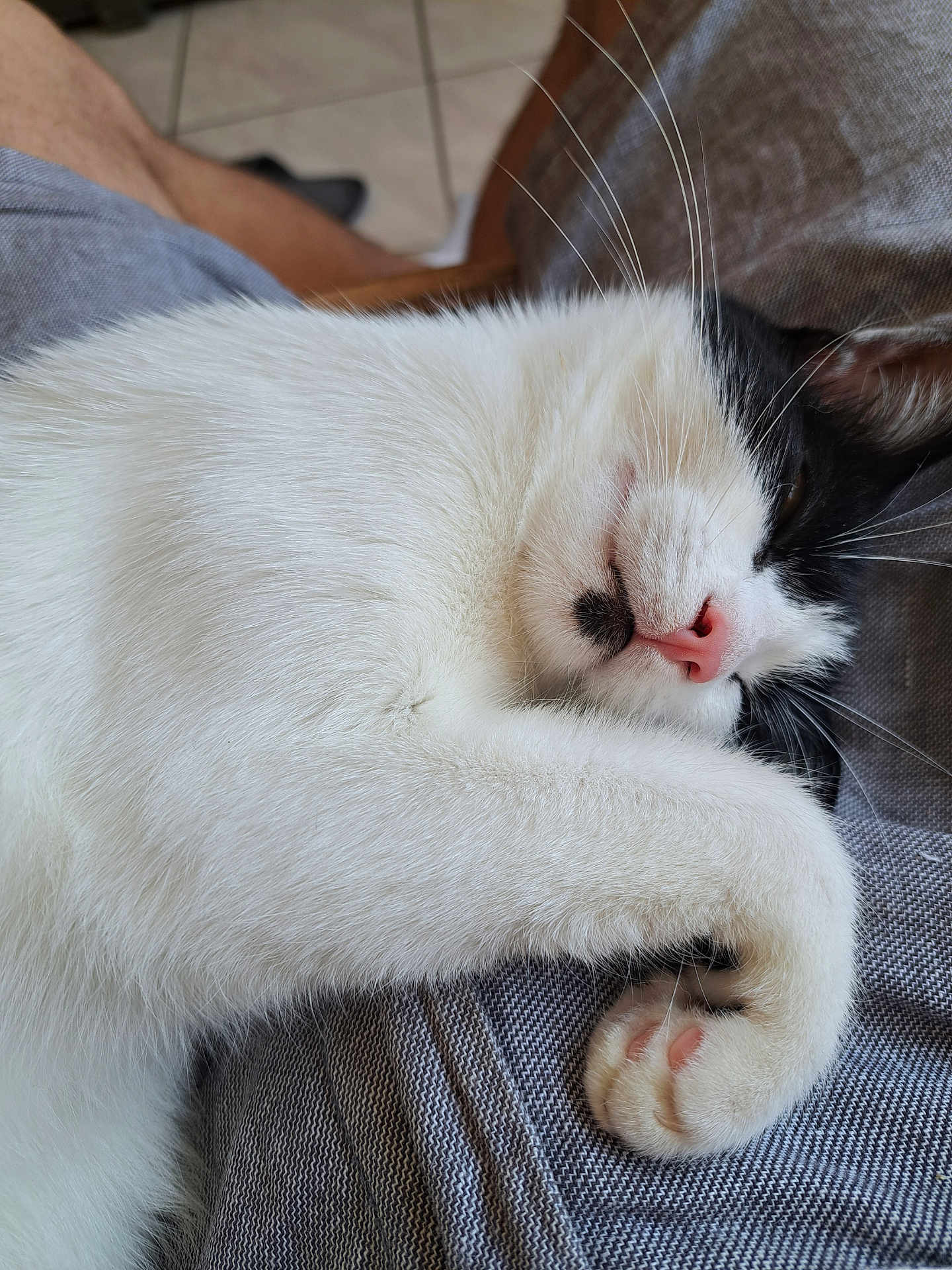 Pompote participe au concours pour gagner de l'argent avec cette photo : cat, sleeping, black_and_white, whiskers, paw, nose, fur, close_up, pet, relaxed, indoor, resting, cute, animal, mammal, feline, soft, cozy, comfort, nap