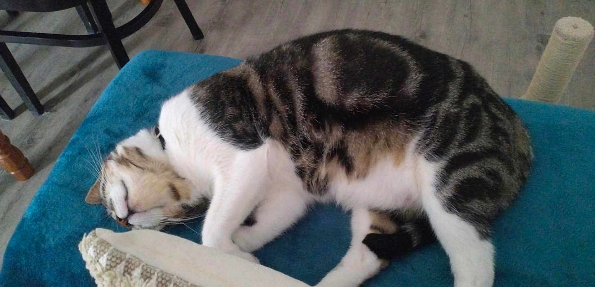 Nelson participe au concours pour gagner de l'argent avec cette photo : cat, tabby, sleeping, resting, feline, blanket, blue, fur, whiskers, domestic, pet, indoor, cozy, relaxation, floor, wood, scratching_post, furniture, home, quiet