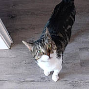 Nelson a rejoint le concours — aidez-le/la à gagner de superbes lots ! cat, tabby, curious, looking_up, wooden_floor, indoor, pet, animal, feline, whiskers, ears, tail, flooring, domestic, foot, human, blurred, standing, home, light
