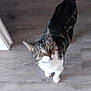 cat, tabby, curious, looking_up, wooden_floor, indoor, pet, animal, feline, whiskers, ears, tail, flooring, domestic, foot, human, blurred, standing, home, light