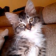 Rubis participe au concours pour gagner de l'argent avec cette photo : animal, cat, closeup, couch, cozy, cute, domestic, ears, eyes, feline, fluffy, fur, indoor, kitten, pet, portrait, relaxed, striped, whiskers, young