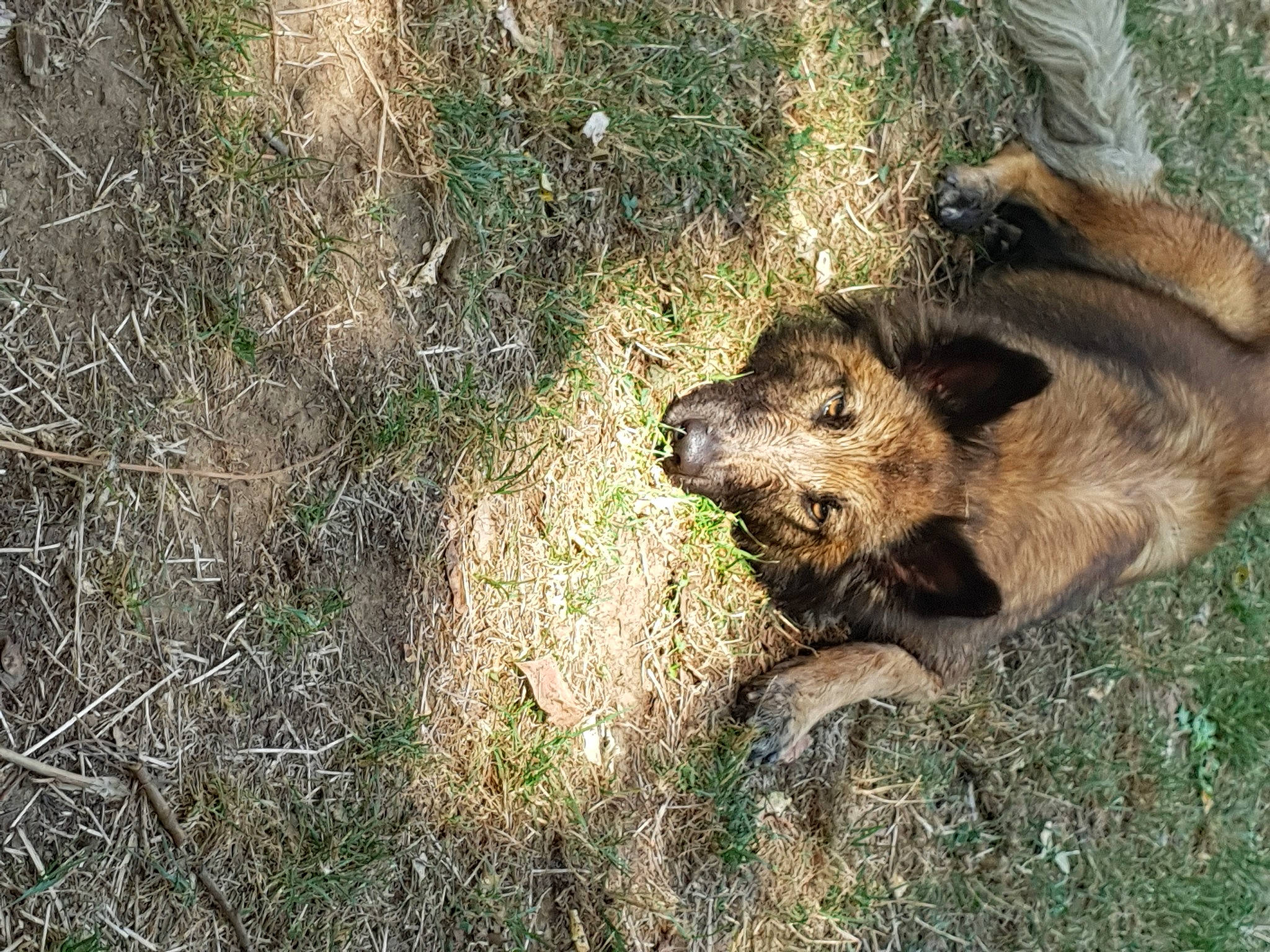Letna participe au concours pour gagner de l'argent avec cette photo : canidae, carnivore, dog_breed, grass, lion, plant, snout, wildlife